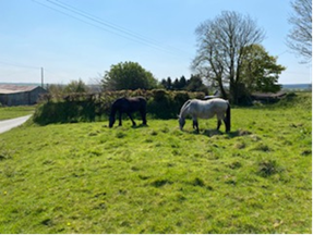 Horses on the old village green